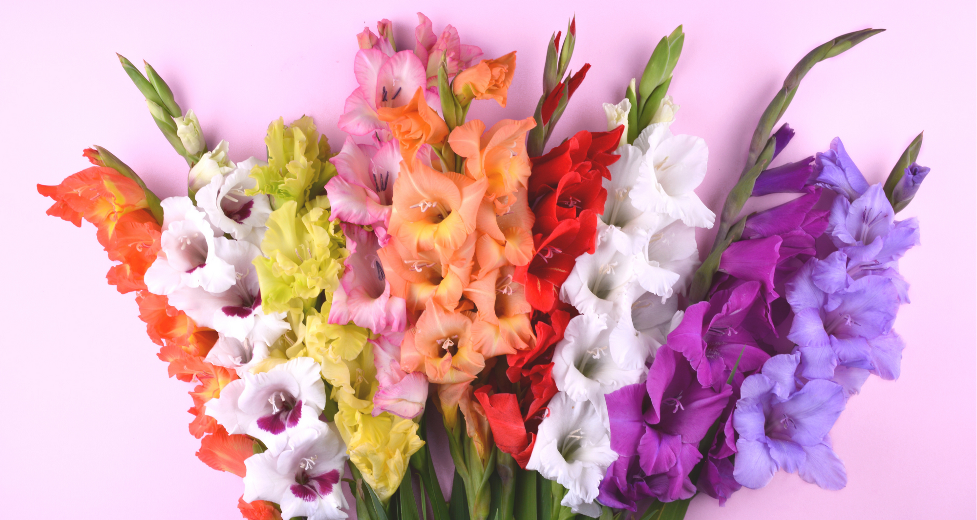 Spring Beauty Bulbs Planting Spring Bulbs For Summer Beauty - Danelia Design