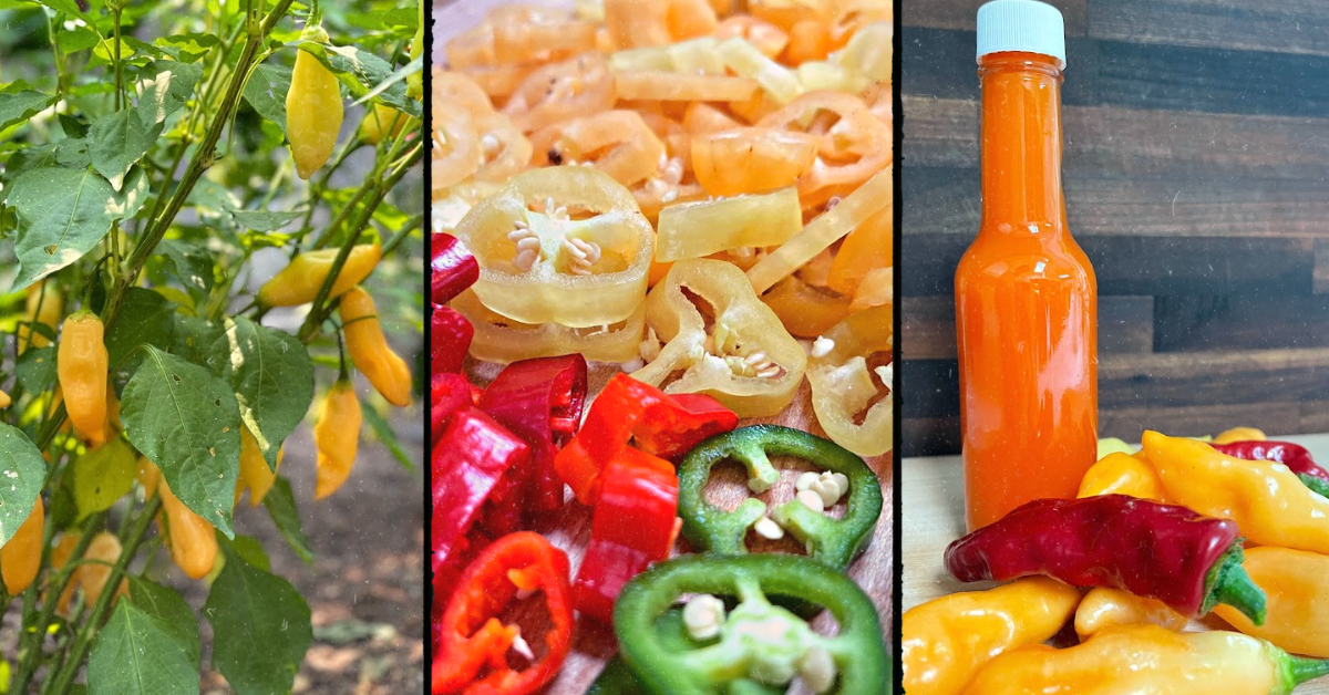 Homemade Fermented Hot Sauce - Danelia Design